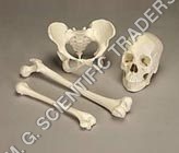 Human Bone Set