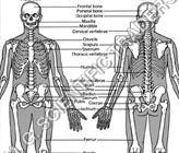 Human Skeleton System