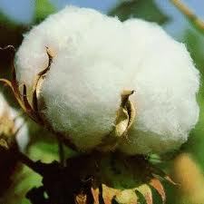 Indian cotton