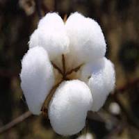 Double BT Raw Cotton