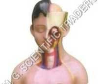 Human Torso Female