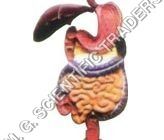 Human Digestive System