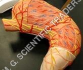 Human Liver Model