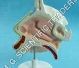 Human Nose Model