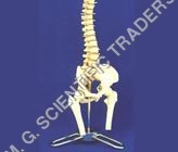Spinal Cord Model