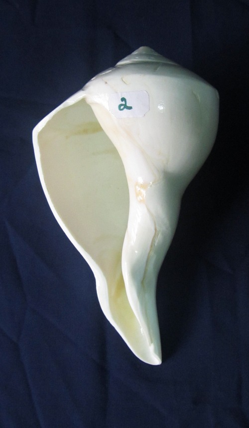 Valampuri Shankh Medium