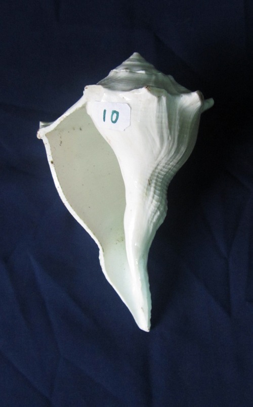 Valampuri Shankh Medium 2
