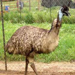 Healthy Emu Birds