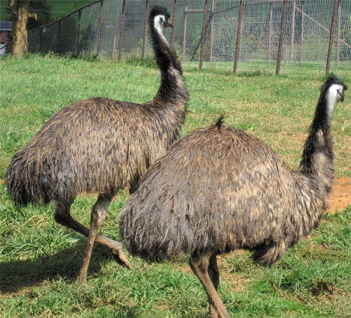 High Breed Emu Birds
