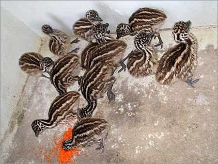Poultry Emu Birds 