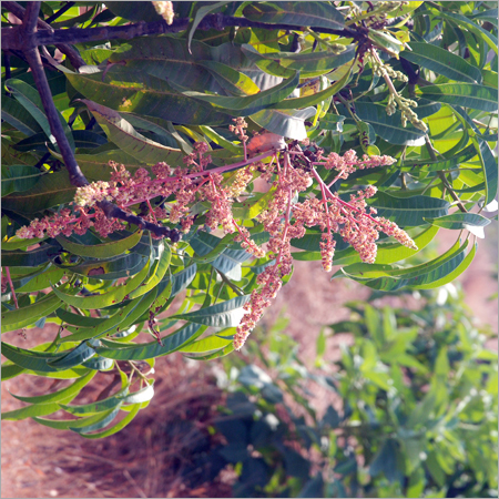 Fruits Tree Plantation