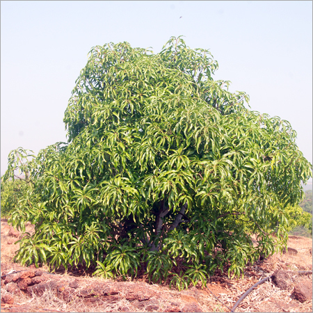Fruits Tree Plantation