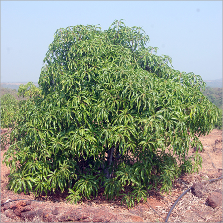 Fruits Tree Plantation