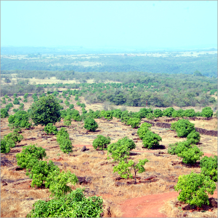 Fruits Tree Plantation