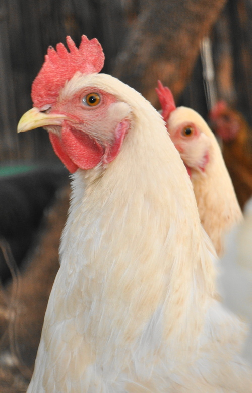 Organic Poultry Feed