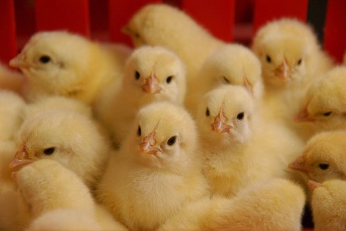 Broiler Poultry Pre-Starter Feed