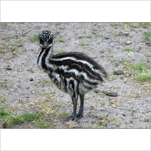 Emu Grower Feed