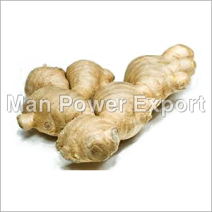 Natural Fresh Ginger Root