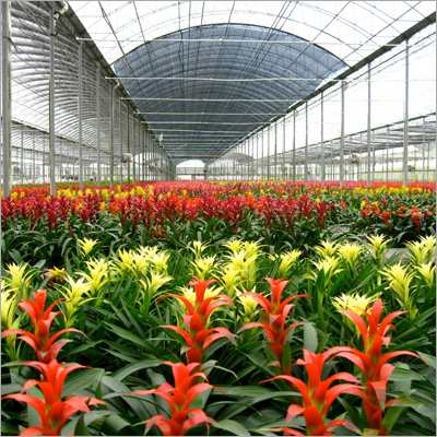 Freeze Dried Flowers