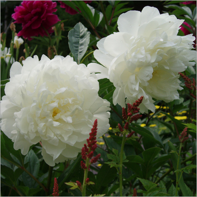 Peonies Flower