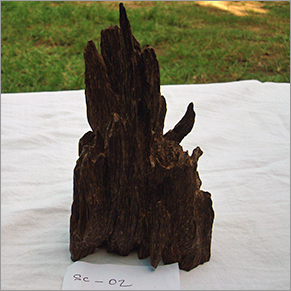 Fengshui Agarwood