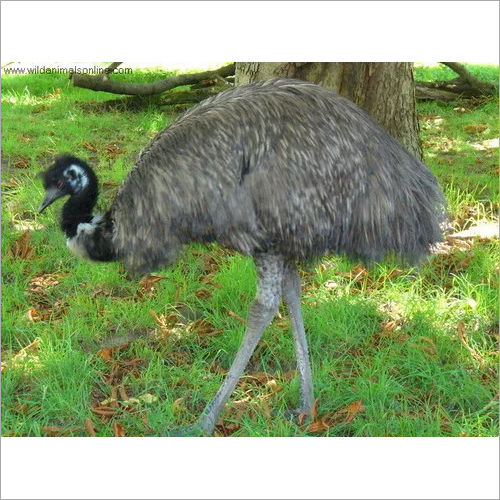 Emu Feed