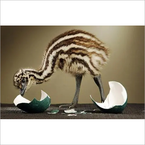 Brown Emu Layer Feed