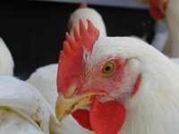 Layer Chick Feed Application: Fodders