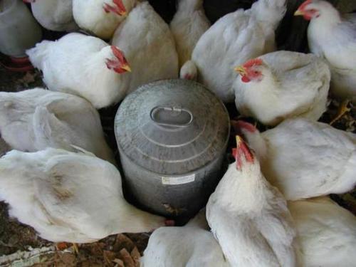 Layer Poultry Feed 