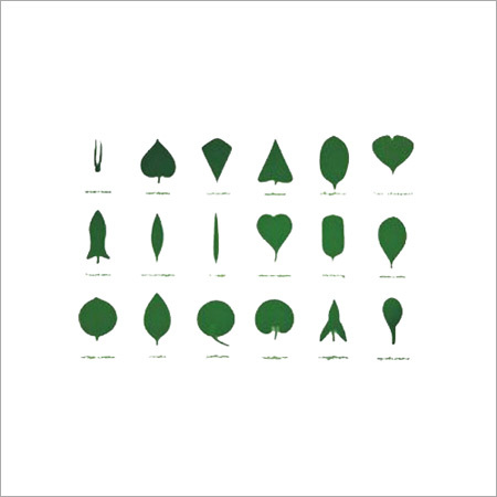 Botany Nomenclature Card