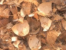 Coconut shell