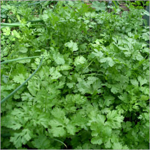 Coriander Leaf
