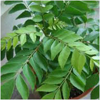 Curry Leaf