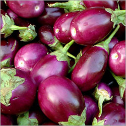 Fresh Brinjals