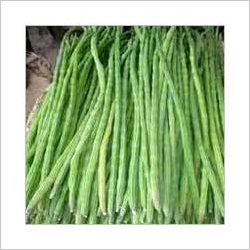 Fresh Green Drumsticks