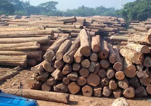 Teak logs