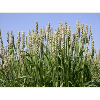 Psyllium seed Plant