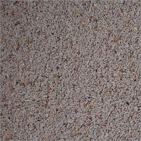whole Psyllium Seeds