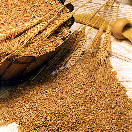 Mango Wheat
