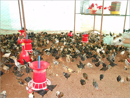 Country Chicken - Variable Age Range, Country Chicken Breed | Customer Specs, Hygienic Natural Farming, Open-Air Housing, Customizable Quantity