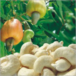 Organic Cashew Kernels