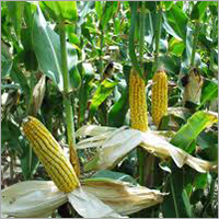 Maize Corn