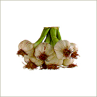 Garlic
