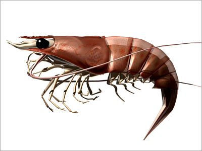 Prawn