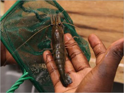 Prawn