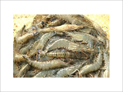 Prawn - Whiteleg Shrimp 10-20cm, Bulk Frozen | HACCP Certified, High Protein, Sustainable, Versatile Cuisine