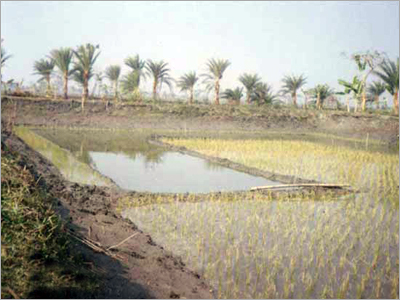 Prawn Farming