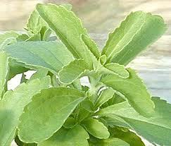 Medicinal Stevia Plants