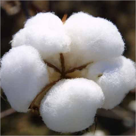 White Raw Cotton