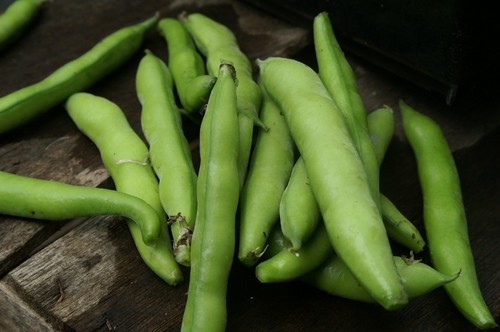 Broad Beans